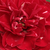 Roșu - Trandafir pentru straturi Floribunda - Dalli Dalli®